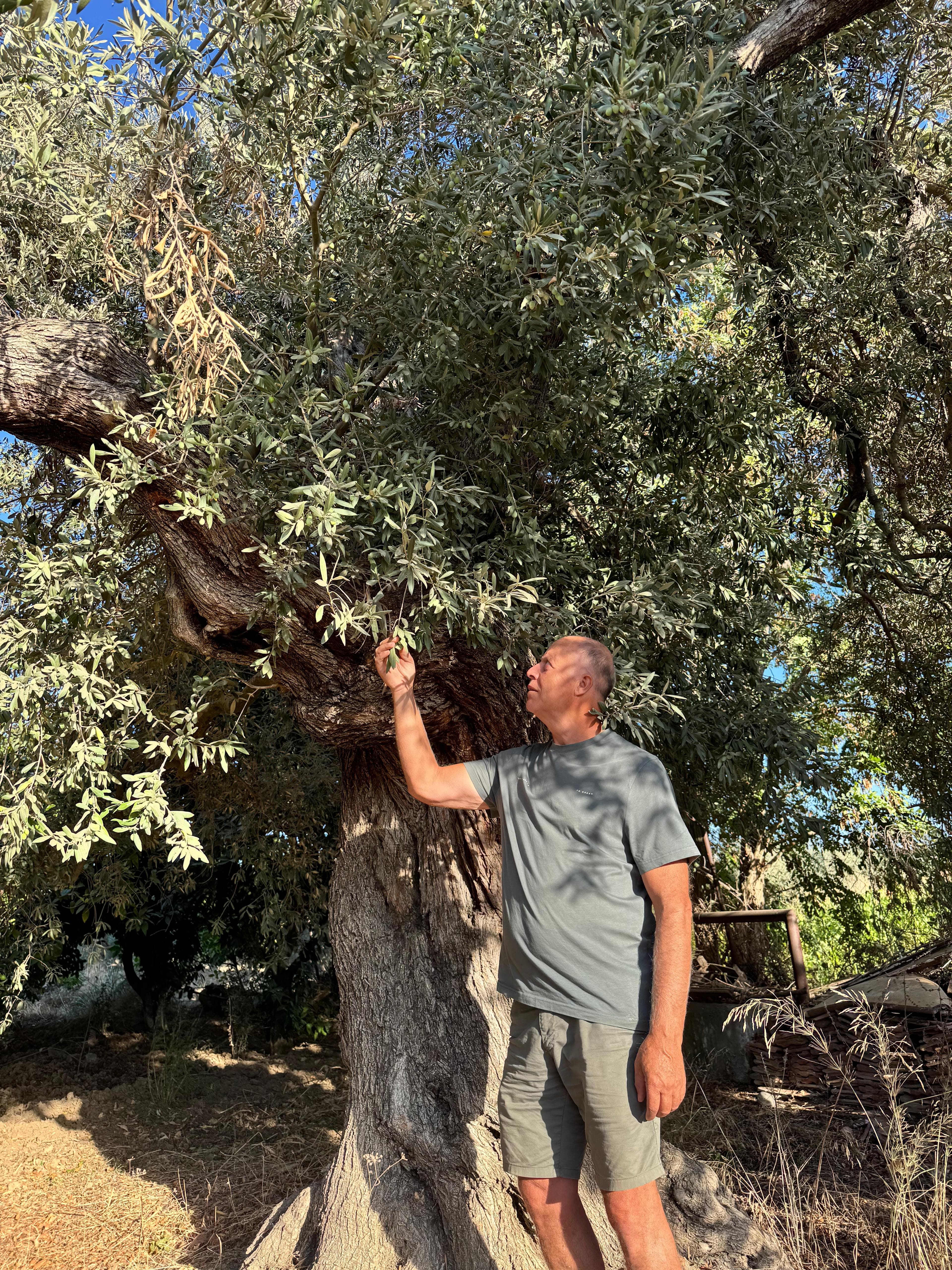 Cahit Palamutçu checking olives on one of the grove's trees