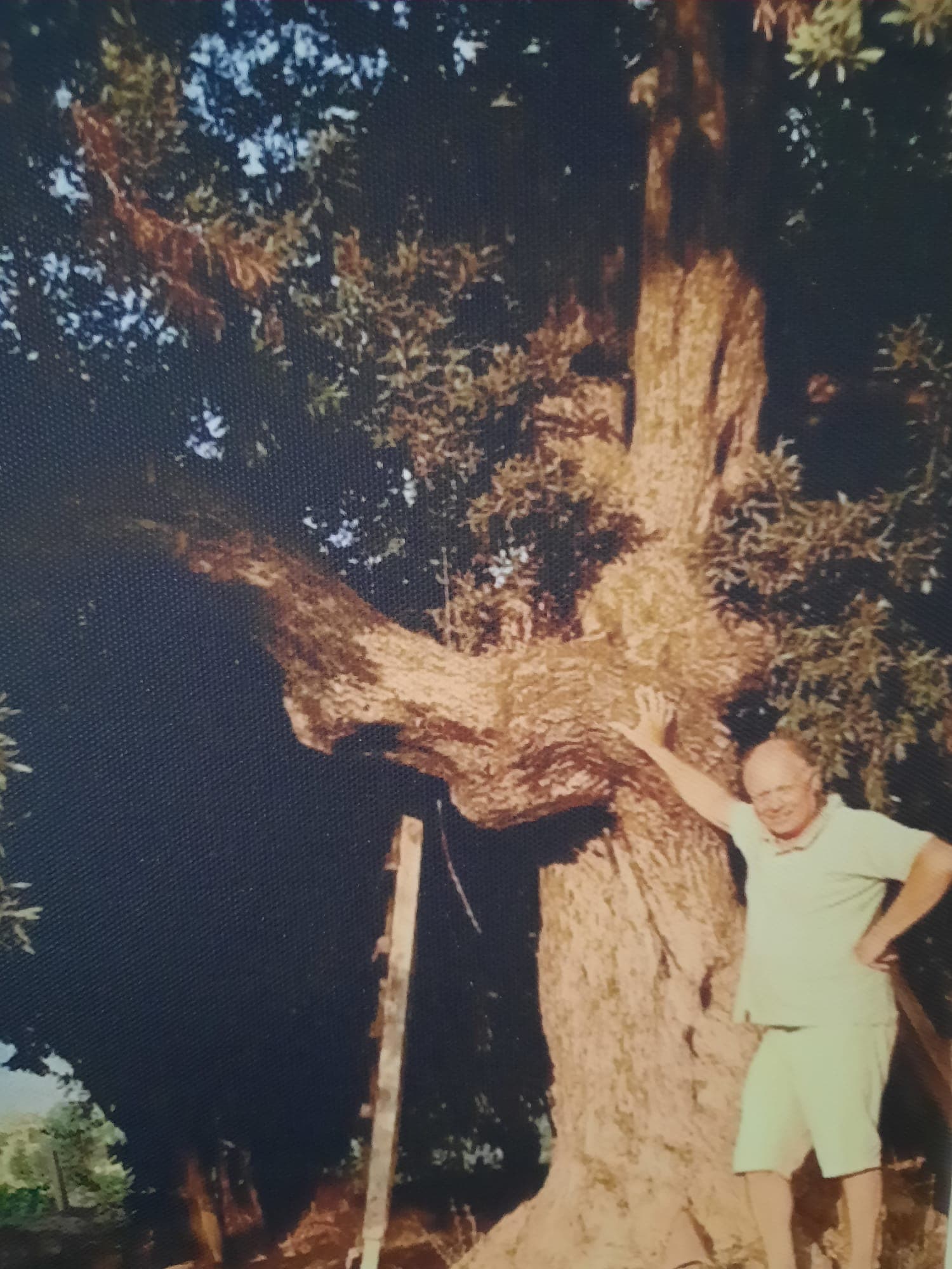 Cahit Palamutçu beside the oldest olive tree on the property