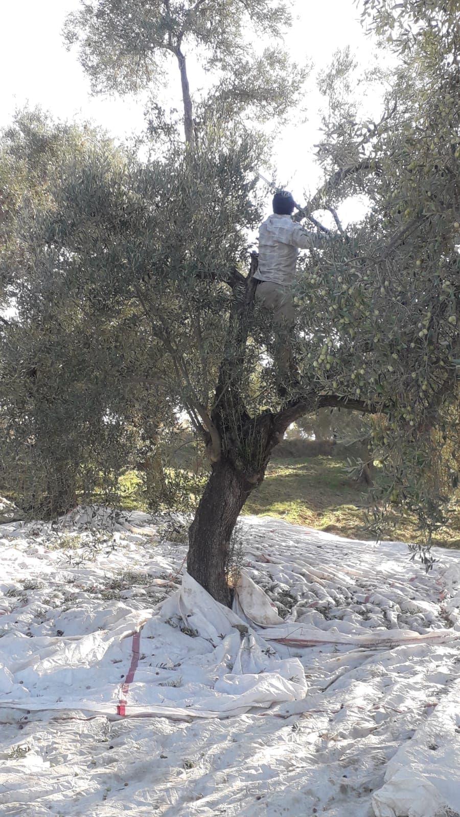 Olives being hand-picked from the tree