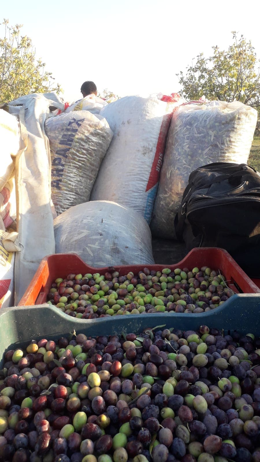Freshly picked olives gathered after harvest
