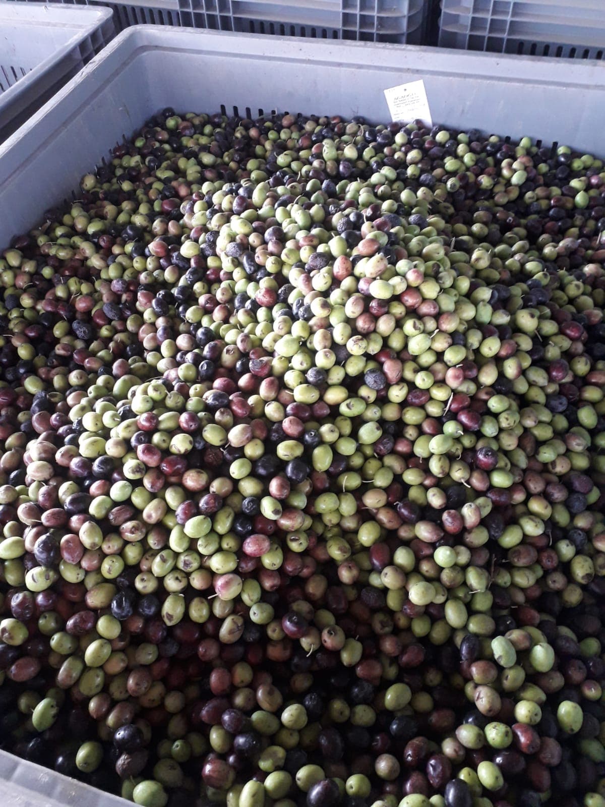 Olives sorted and ready for pressing